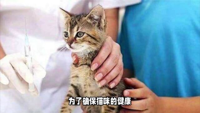 养猫一个月开销大约多少?