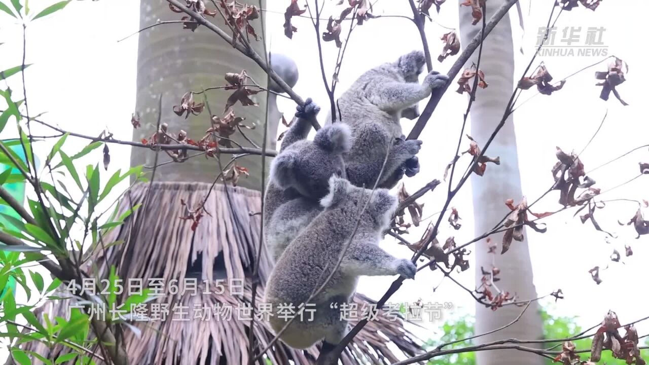 广州长隆考拉家族第八代新生考拉与游客见面