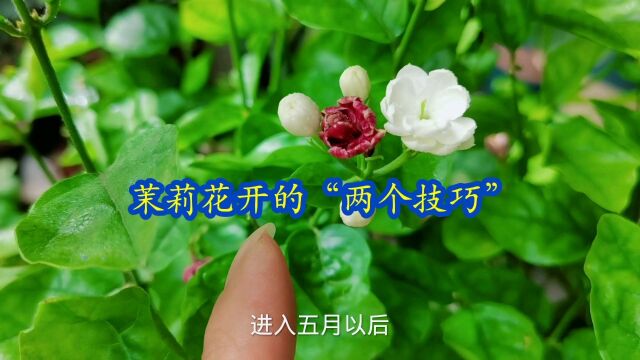 茉莉花开花小技巧