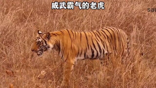 威武霸气的老虎,百兽之王老虎狩猎