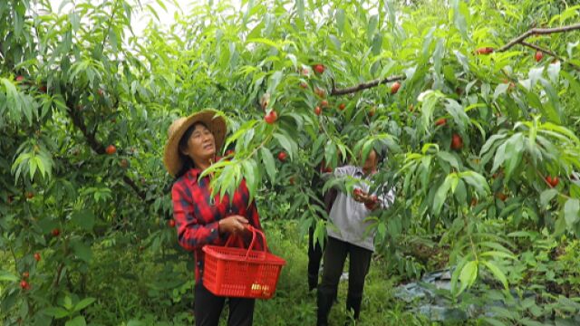 茶陵:油桃抢“鲜”上市,红彤彤的惹人“桃”醉