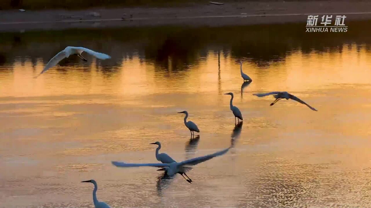 宁夏同心:白鹭乐享生态美