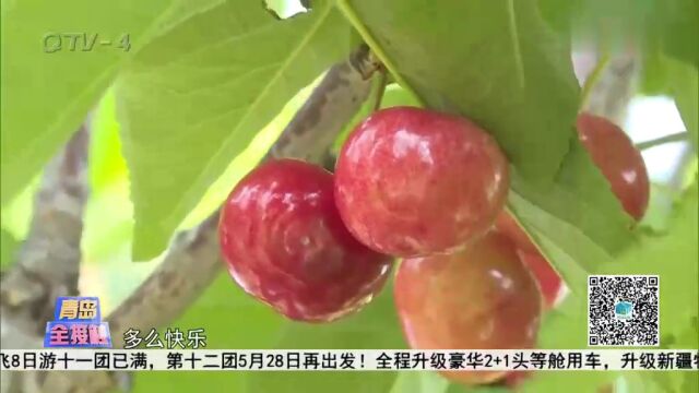 走起!青岛大樱珠上市,50元实现采摘自由