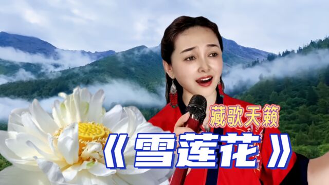 一首藏歌天籁《雪莲花》歌声高亢悠扬,触动心灵,令人如痴如醉