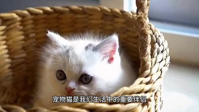 宠物猫饲养秘籍:营养均衡的猫粮选择与喂养方法