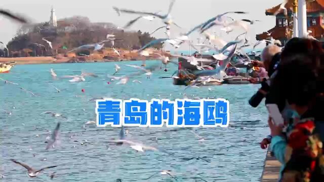 青岛——全国“特种兵”集结地!方言版来了!