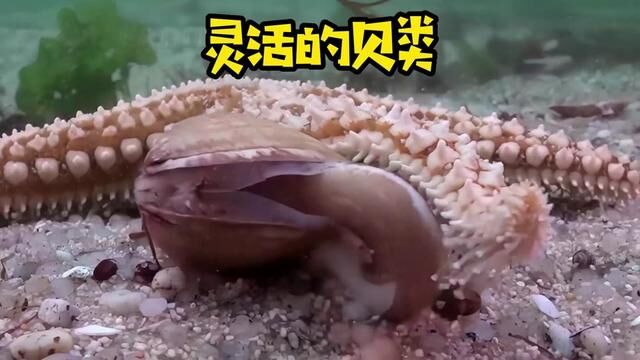 你知道贝壳可以飞快地游泳吗#海洋生物 #神奇动物在这里