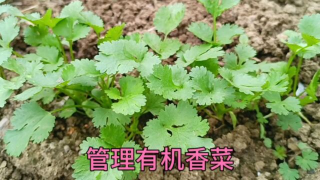 现在可以种香菜吗?香菜出苗后根部埋点东西,香菜不黄叶口感好