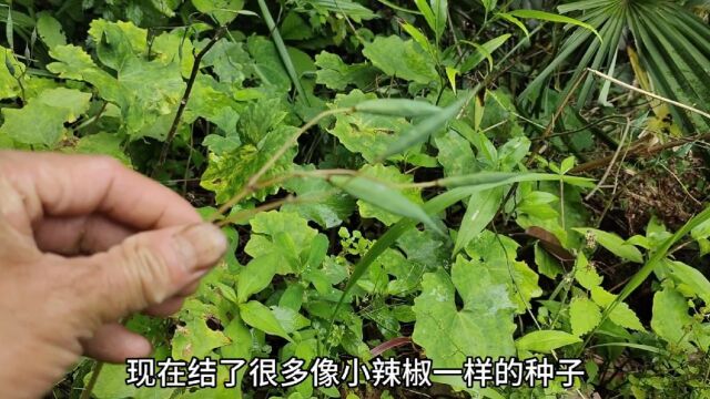 这种普普通通的草本植物,却有着广泛又特别的药用价值,您认识吗