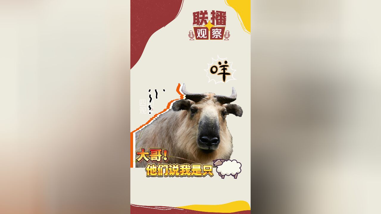 联播观察|名字里含“牛” ,为啥他们说这是“羊”?