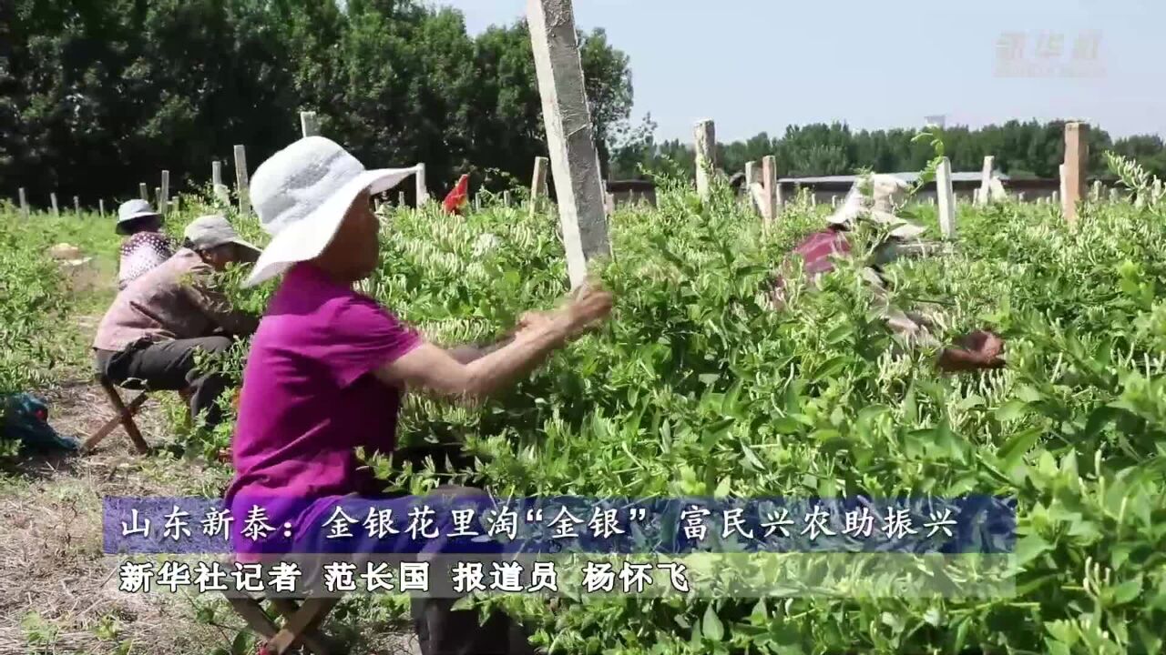 山东新泰:金银花里淘“金银” 富民兴农助振兴