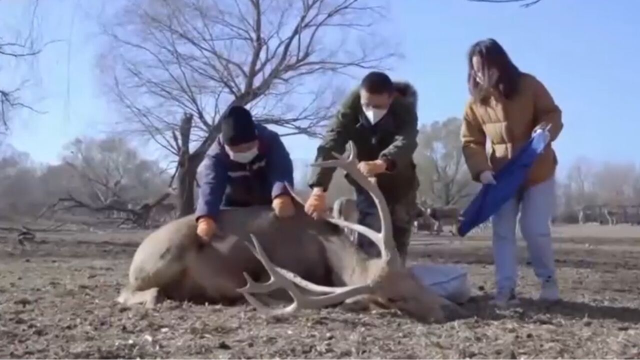 为减少麻醉,让麋鹿转运更加安全,研究人员设计转运通道