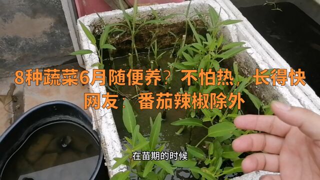 8种蔬菜随便养?不怕热,长得快,网友:番茄辣椒除外