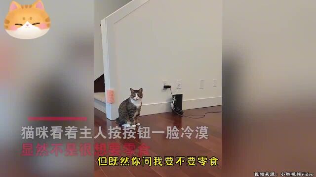 女子教猫咪玩按钮表达意思,不料猫咪不仅听懂了还想教会她猫语