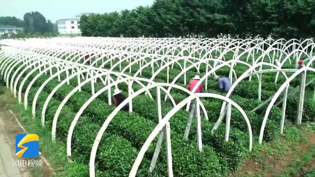 泰安天平街道大陡山村:以茶赋能 助力乡村振兴