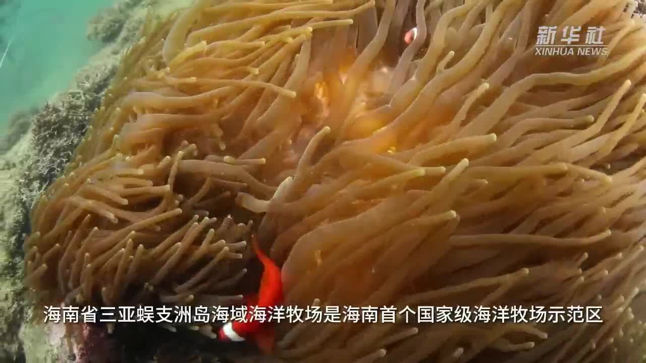 王丰国:天涯海角“牧”海人