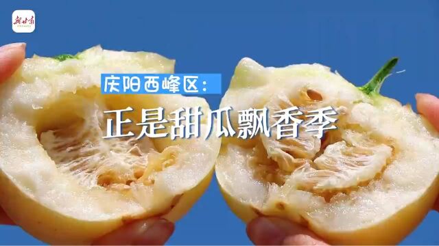 这里是甘肃ⷨ熩⑼西峰:正是甜瓜飘香季