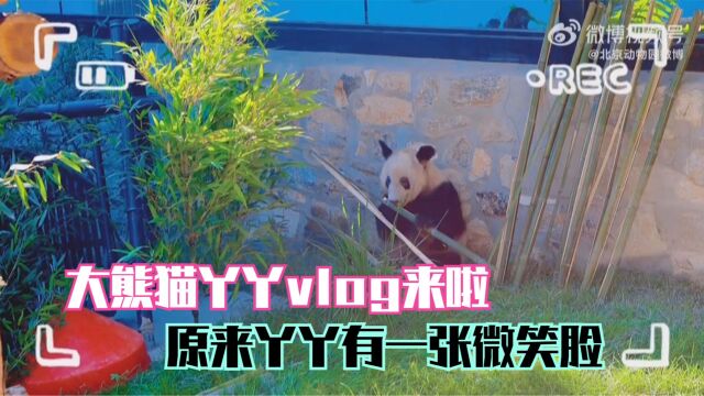 大熊猫丫丫vlog来啦 原来丫丫有一张微笑脸