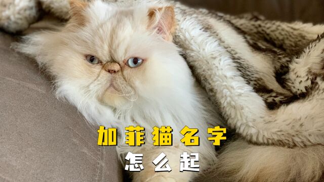 加菲猫名字怎么起?下面有几点建议!