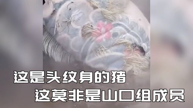 这是头纹身的猪!