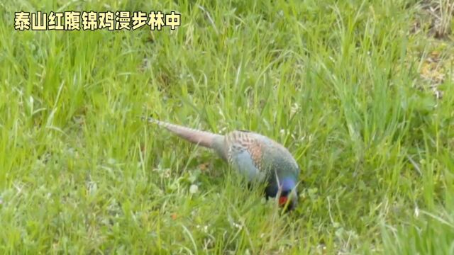 泰山惊现红腹锦鸡