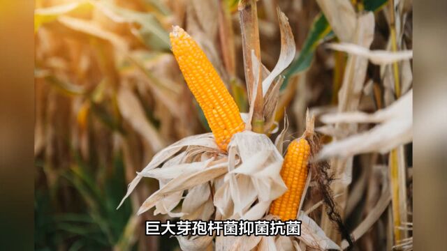 巨大芽孢杆菌能否促进作物增产?