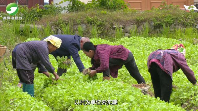 2023年11月3日锦屏新闻锦屏县秋冬地不闲农闲田摇变增收田