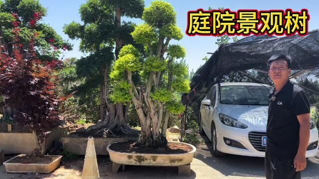 它被称为新“庭院绿化之王”,耐寒大气四季常青,有庭院的别错过 #别墅庭院植物