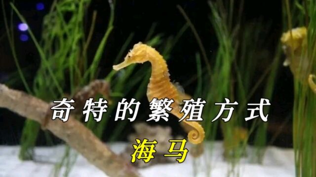 海马:生物界的大自然奇迹