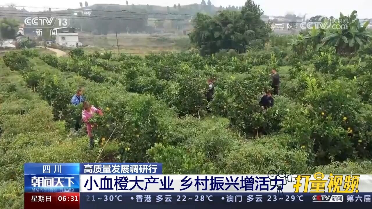 四川:小血橙大产业,乡村振兴增活力