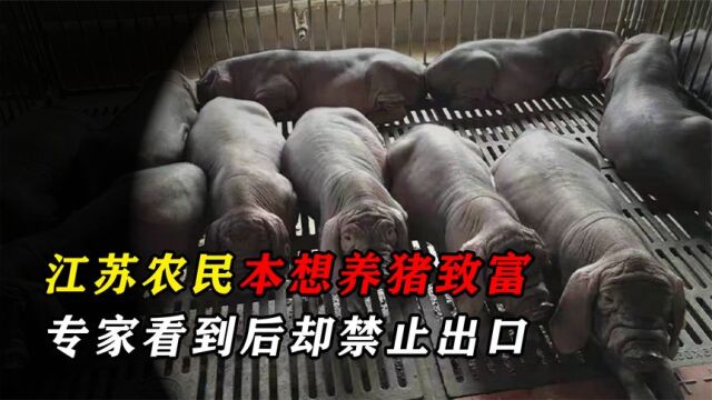 江苏农民养了一窝猪,本想卖个好价钱,却被禁止出口还要没收