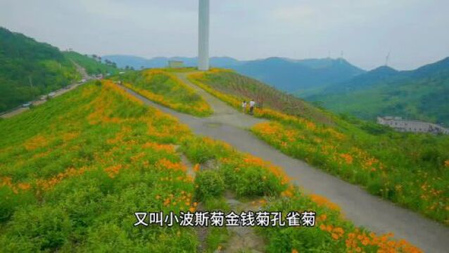 花开白岩山,最爱杜鹃满坡,今非昔比