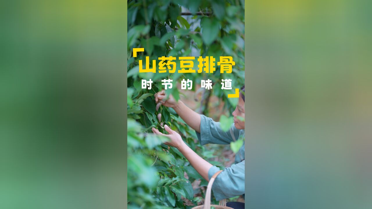 山药豆悄悄爬上了枝头,摘一些回去,晚上用来炖排骨,鲜香下饭