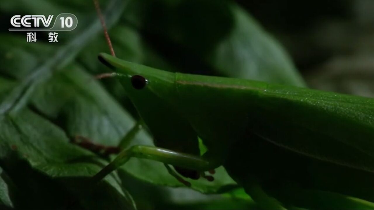 剑尾锥头草螽因雌虫腹部末端长着长长的长卵管而得名,是最令人印象深刻的一种昆虫