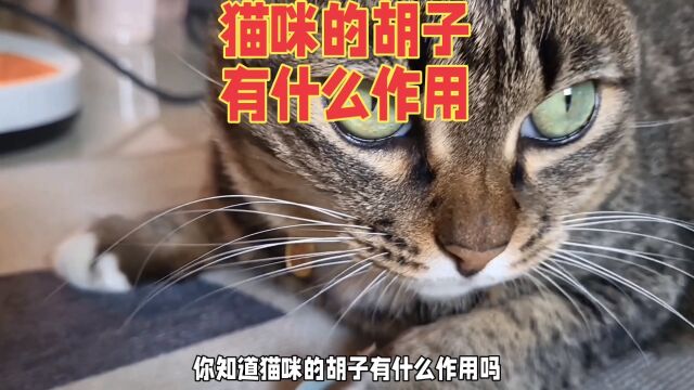 猫咪胡子探秘:感知障碍与表达情感的桥梁