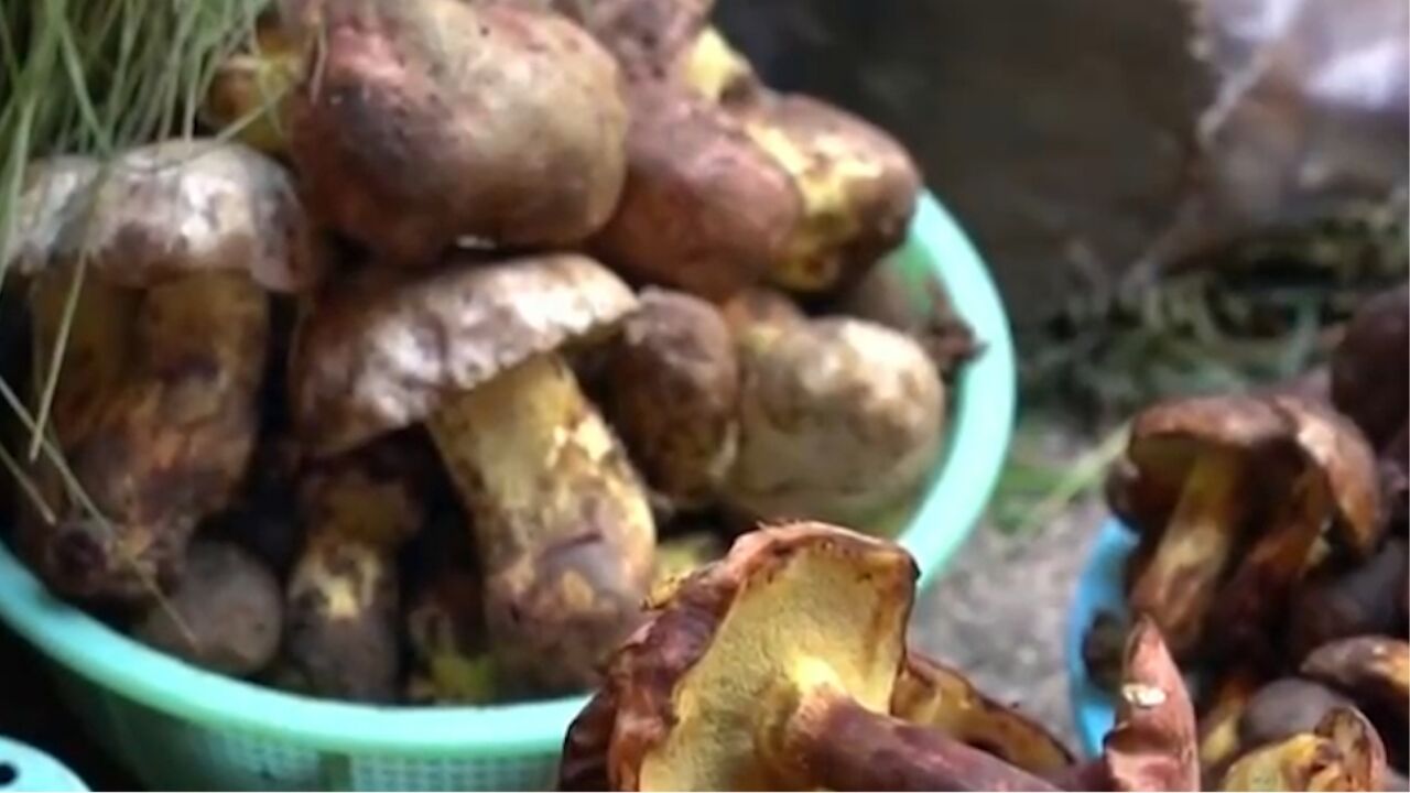 云南降雨过后,多种野生菌陆续上市