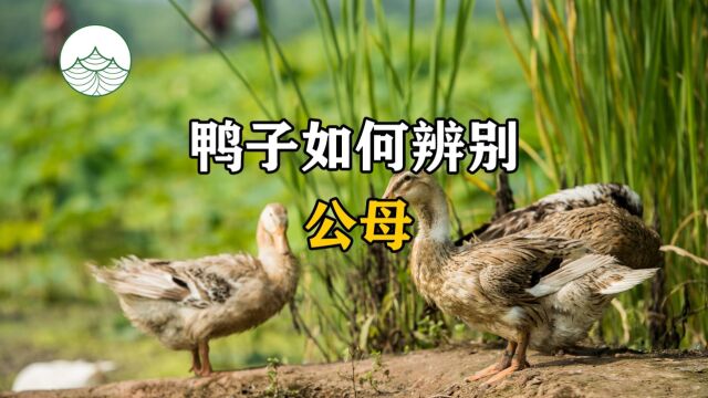 鸭子如何辨别公母?