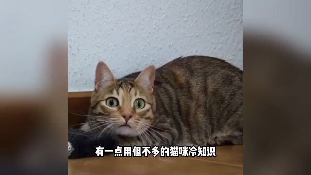 原来小猫咪的眼睛还有这些秘密!你知道多少呢?#萌宠成精了