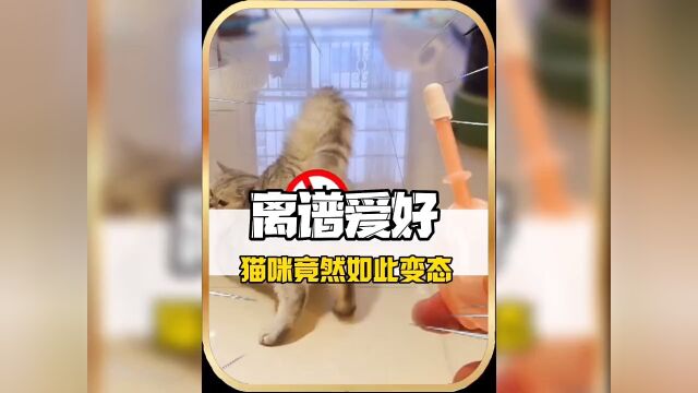 没想到这么可爱的猫咪竟被网友说是变态