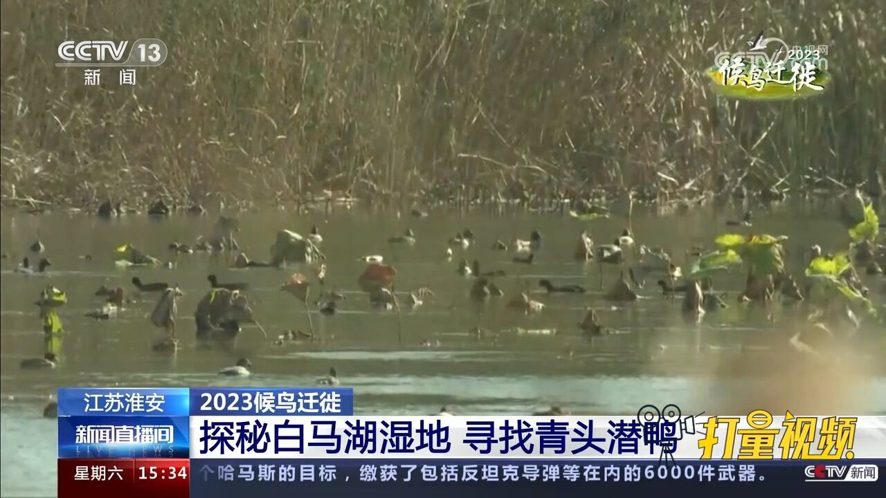 江苏淮安:探秘白马湖湿地,寻找青头潜鸭