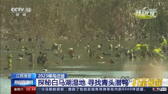 江苏淮安:探秘白马湖湿地,寻找青头潜鸭