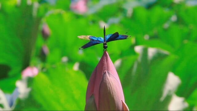 炎炎夏日,西安曲江池遗址公园飞舞着美丽的“蝶形蜻蜓”——黑丽翅蜻