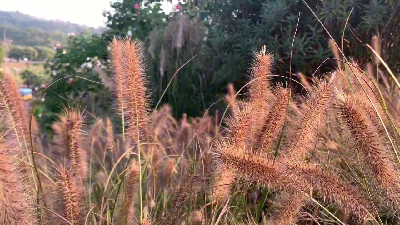 冬日芙蓉胜牡丹,晓妆如玉暮如霞,醉了酒城你我他