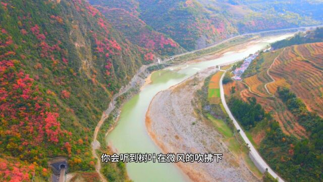 航拍秦岭略阳红叶,嘉陵江边最美的风景,高空俯瞰更美