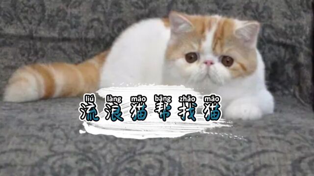 真的可以拜托流浪猫帮忙找回来#我和流浪猫的故事 #