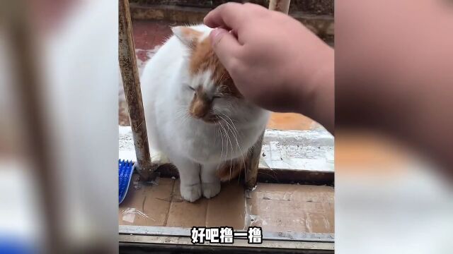 我与流浪猫的故事,它很暖,请别伤害它