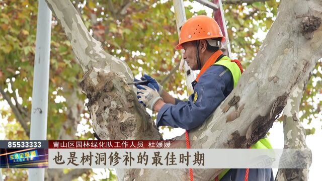 如何给树治病?植物医生近日集体开工了