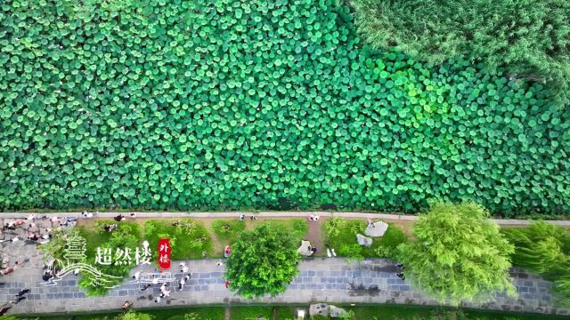 “风起荷香四面来” 夏日明湖荷香阵阵