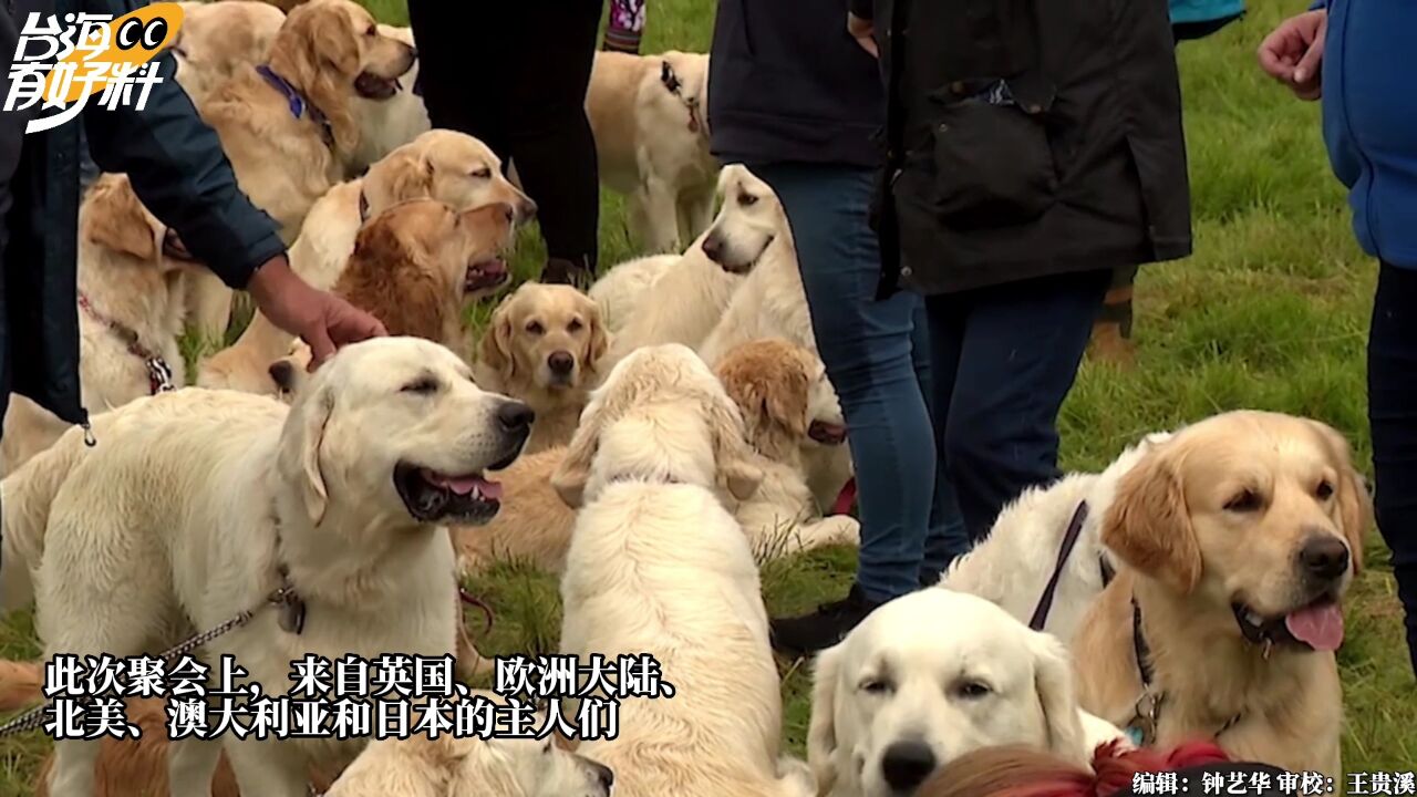 数百只狗狗回苏格兰祖籍地“祭祖”