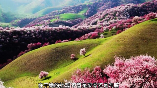 今日景点推荐:杏花沟,伊犁河谷的人间仙境,距离海洋最远的杏花